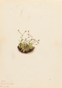 Pygmee Androsace Androsace subumbellata, 1921