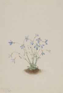 Quakerladies (Houstonia caerulea) door Mary Vaux Walcott