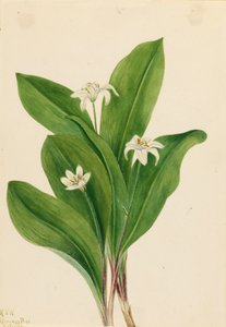 Queencup Clintonia uniflora