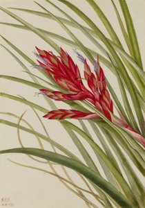 Kieuwbladige Tillandsia (Tillandsia fasciculata) door Mary Vaux Walcott