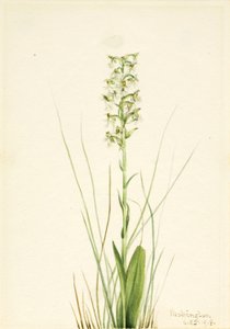 Ragged Fringe-orchid (Habenaria lacera) door Mary Vaux Walcott