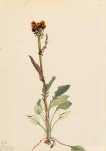 Rayless gaardsbloem (Senecio pauciflorus) door Mary Vaux Walcott