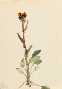 Stralingsloze kruiskruid Senecio pauciflorus, 1921 door Mary Vaux Walcott