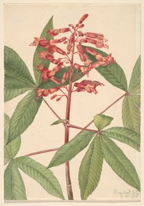 Rode paardenkastanje Aesculus pavia, 1918 door Mary Vaux Walcott