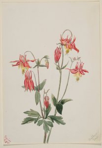 Rode akelei (Aquilegia formosa)