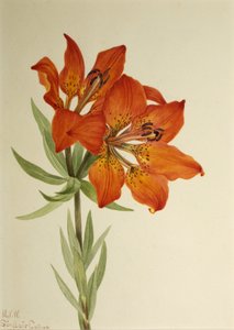 Rode lelie Lilium montanum