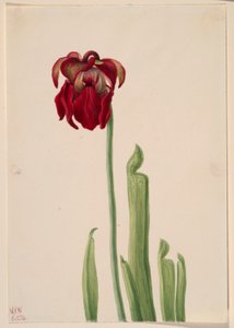 Rode bekerplant (Sarracenia jonesii) door Mary Vaux Walcott