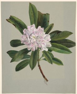 Rododendron (Rhododendron maximum) door Mary Vaux Walcott