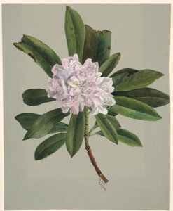 Rhododendron Rhododendron maximum, 1880 door Mary Vaux Walcott