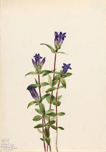 Gentiaan (Gentiana affinis) door Mary Vaux Walcott