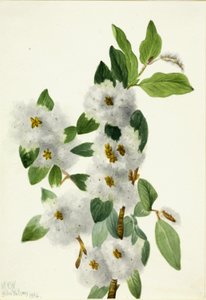 Rotswilg (Salix vestita)