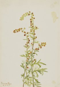 Alsem (Artemisia discolor)