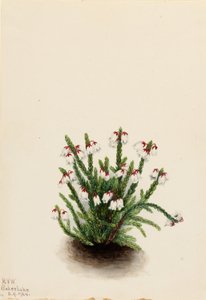 Rocky Mountain Cassiope (Cassiope mertensiana)