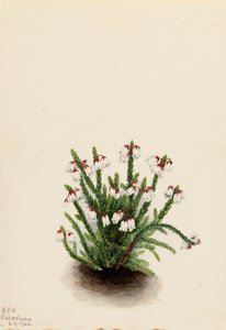 Rocky Mountain Cassiope Cassiope mertensiana, 1924