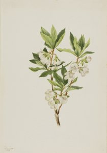 Rocky Mountain Rododendron (Rhododendron albiflorum)