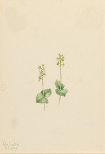 Rocky Mountain Twayblade (Ophrys necrophylla) door Mary Vaux Walcott
