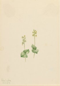 Rocky Mountain Twayblade Ophrys necrophylla, 1919 door Mary Vaux Walcott