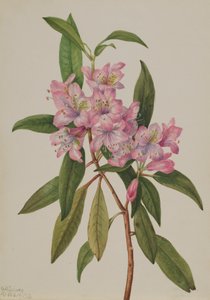 Roze-Bay Rhododendron Rhododendron carolinianum, 1932 door Mary Vaux Walcott
