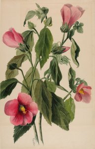 Rozengentiaan (Sabbatia angularis) door Mary Vaux Walcott