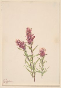 Rozenpenseel (Castilleja pallida)