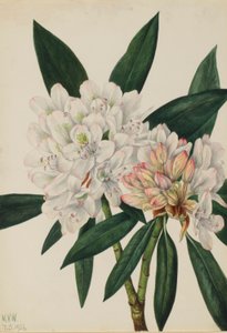 Rosebay rododendron (Rhododendron maximum) door Mary Vaux Walcott