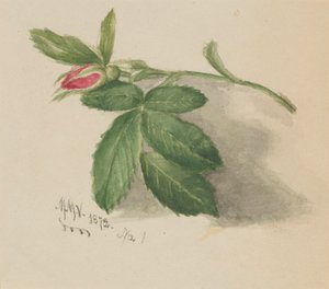 Rozenknop, 1872 door Mary Vaux Walcott