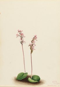 Ronde orchis (Orchis rotundifolia) door Mary Vaux Walcott