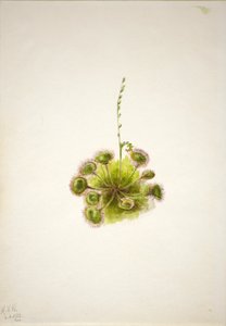 Ronde zonnedauw (Drosera rotundifolia)