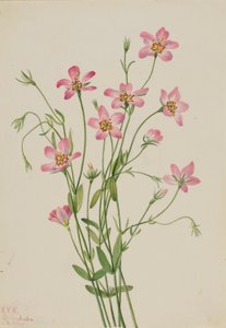 Kwelderroosje (Sabbatia stellaris) door Mary Vaux Walcott