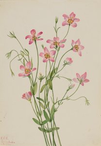 Zoutmoerasroosgentiaan Sabbatia stellaris, 1926 door Mary Vaux Walcott