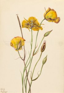 San Diego Mariposa Calochortus weedii door Mary Vaux Walcott