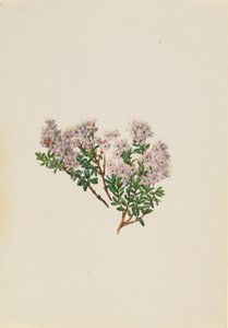 Zandmirte (Leiophyllum lyoni)