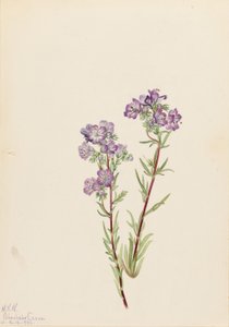 Zandfacelia (Phacelia linearis) door Mary Vaux Walcott
