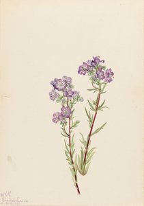 Zand Phacelia Phacelia linearis, 1923 door Mary Vaux Walcott