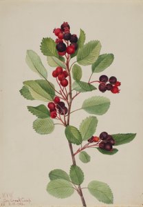 Saskatoen (Amelanchier alnifolia)