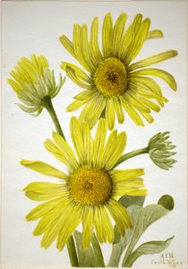 Satijnblad-goudkop (Enceliopsis covillei) door Mary Vaux Walcott