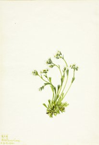 Sakifrage (Saxifraga caespitosa) door Mary Vaux Walcott