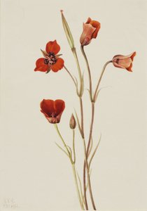 Scharlaken mariposa (Calochortus kennedyi) door Mary Vaux Walcott