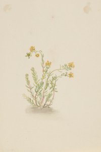 Sedum stenopetalum