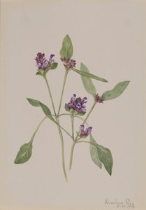 Zelfgenezing Prunella vulgaris, 1918