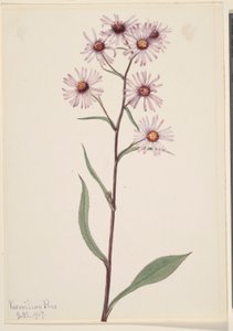 Opvallende aster (Aster conspicuus)