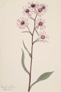 Showy Aster Aster conspicuus, 1917 door Mary Vaux Walcott