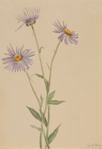 Showy Fleabane Erigeron salsuginosus door Mary Vaux Walcott