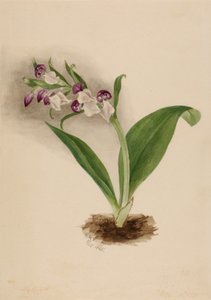Showy Orchids Orchis spectabilis, 1885