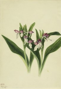 Showy Orchis (Orchis spectabilis) door Mary Vaux Walcott