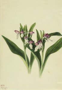 Prachtige Orchis Orchis spectabilis door Mary Vaux Walcott
