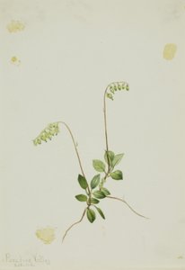 Pyrola (Pyrola secunda) door Mary Vaux Walcott