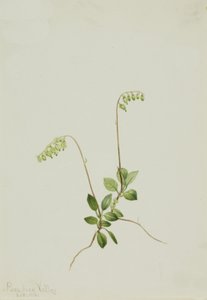 Sidebells Pyrola Pyrola secunda, 1916 door Mary Vaux Walcott