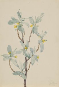 Zilverbes (Elaeagnus commutata) door Mary Vaux Walcott