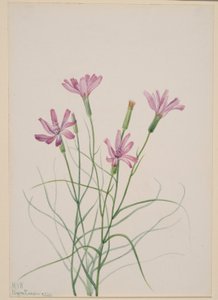 Skeleton Weed (Lygodesmia grandiflora)